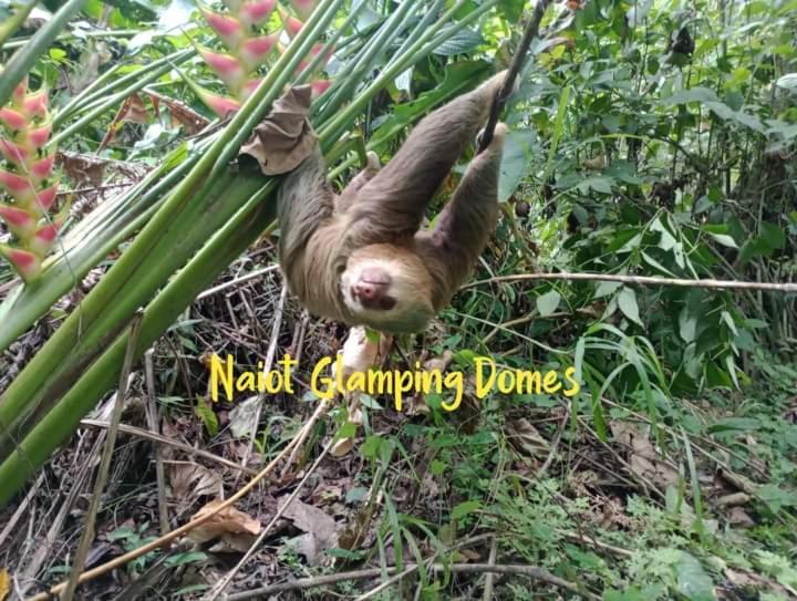 Guápiles Glamping Naioth 아파트 외부 사진