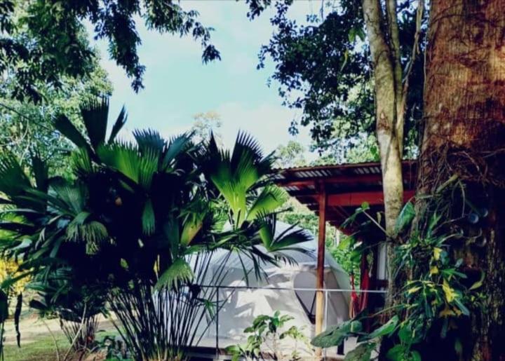 Guápiles Glamping Naioth 아파트 외부 사진