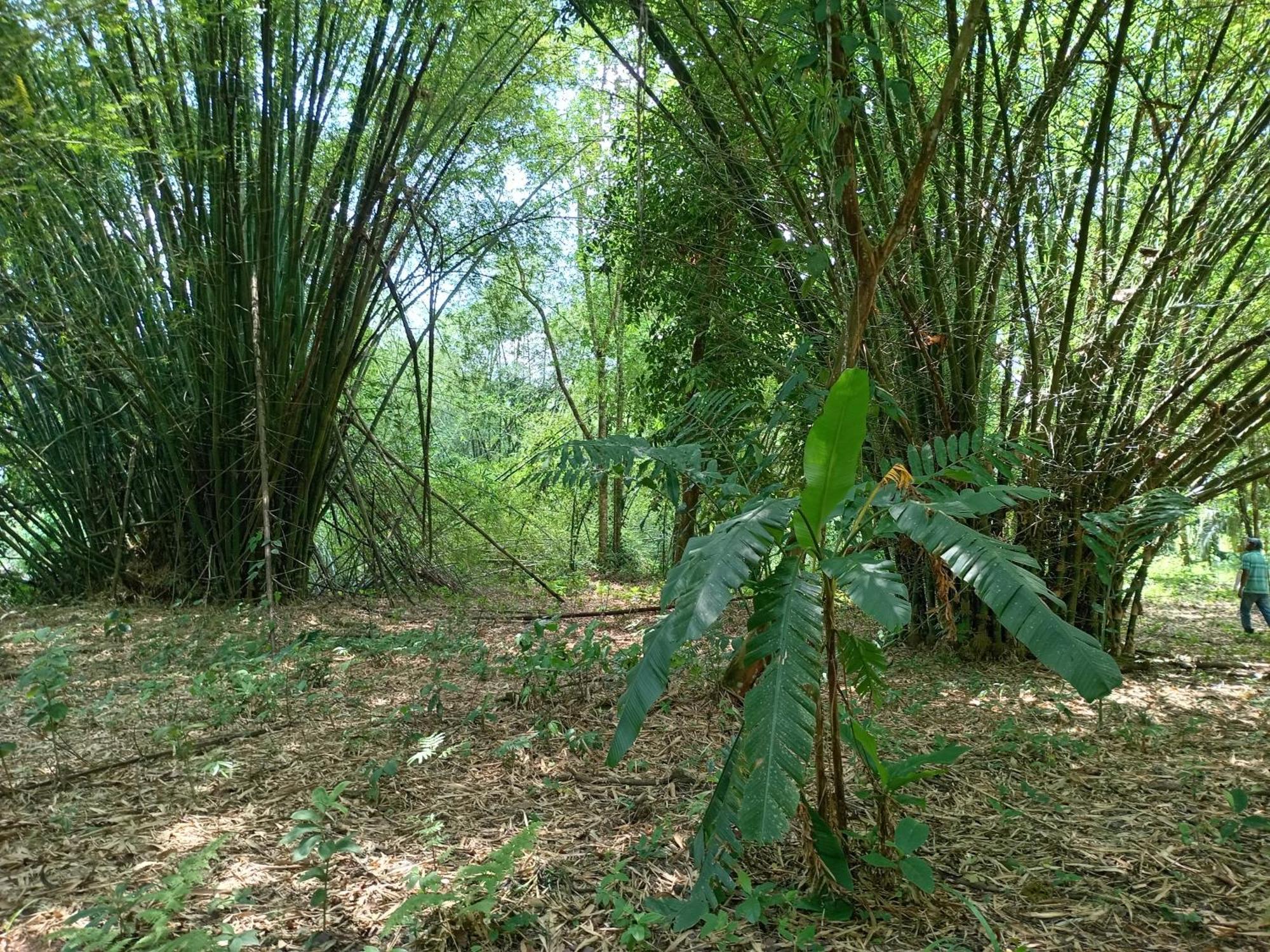 Guápiles Glamping Naioth 아파트 객실 사진