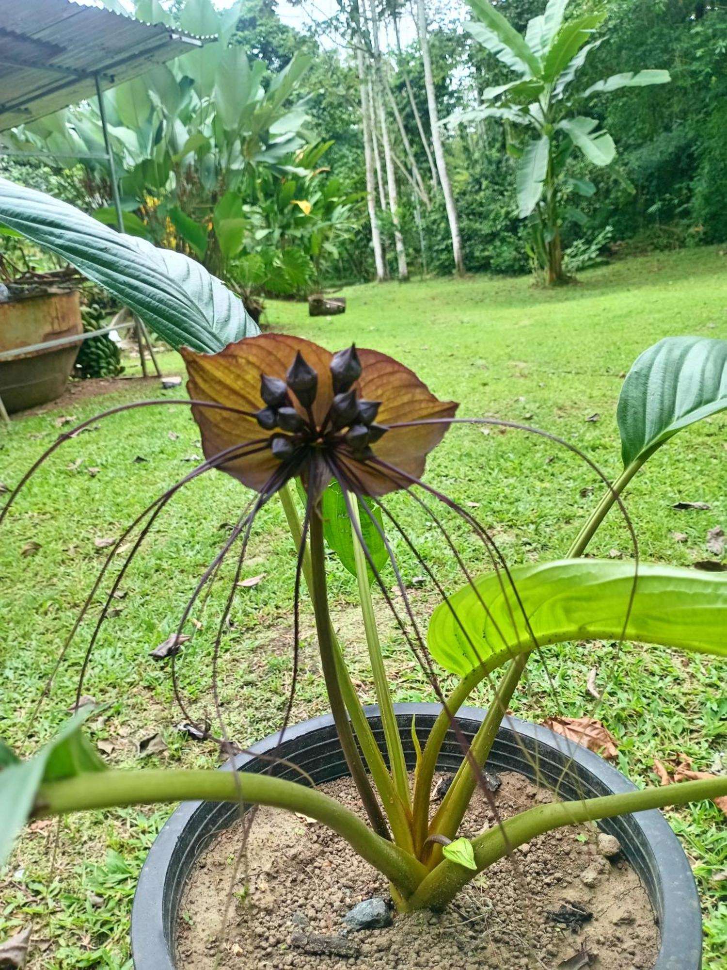Guápiles Glamping Naioth 아파트 객실 사진